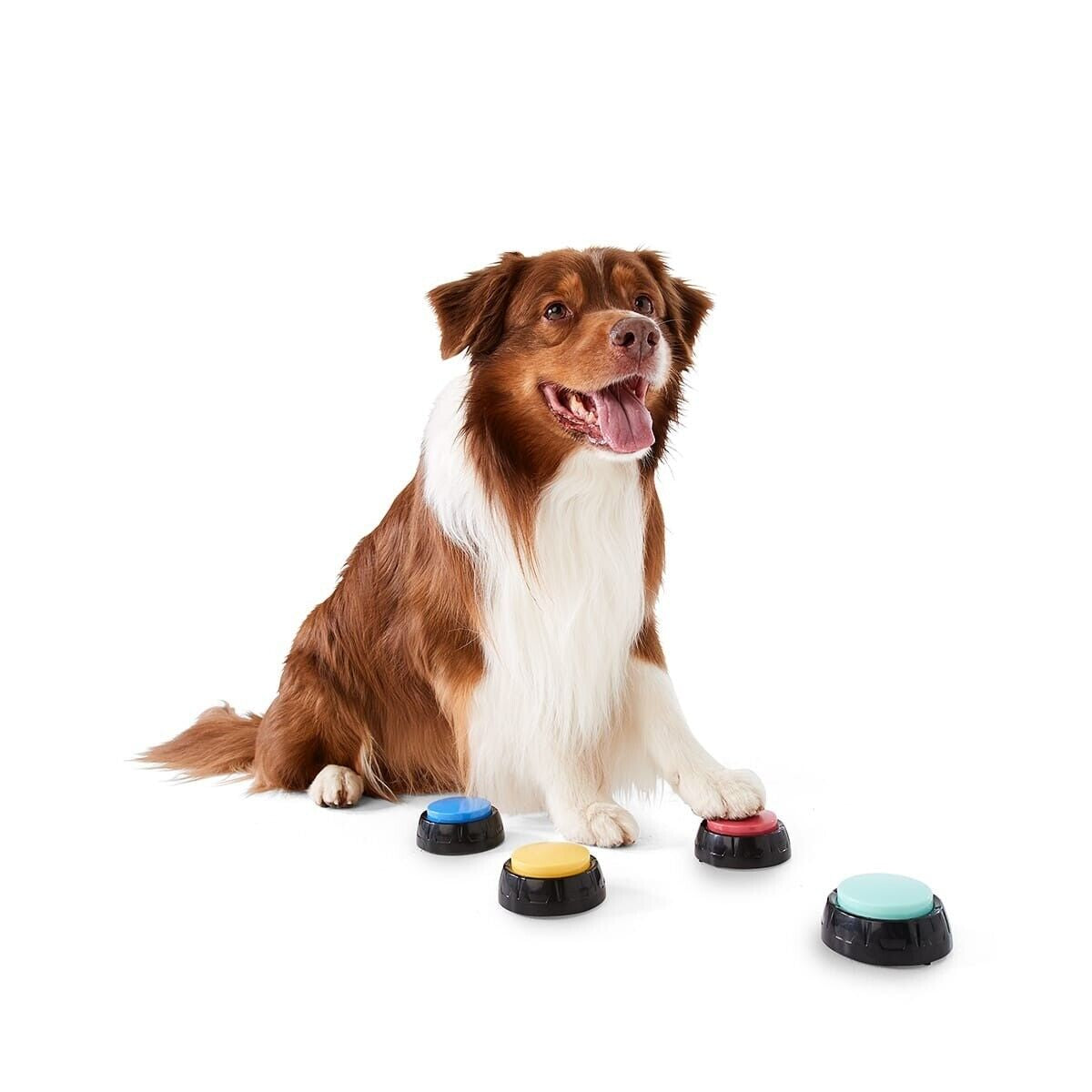 Pet Talking Buttons Train Your Pet to Communicate Battery Operated Customisable